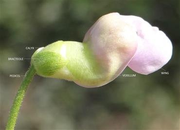Phaseolus vulgaris